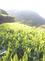 岭头新气象（闲人随笔）