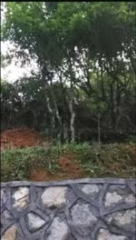 置换老茶树（四）