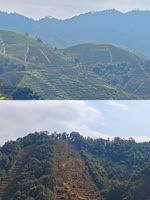 暖春采摘下的隐忧与清醒